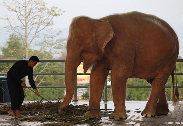 Rare white elephants treasured in Myanmar