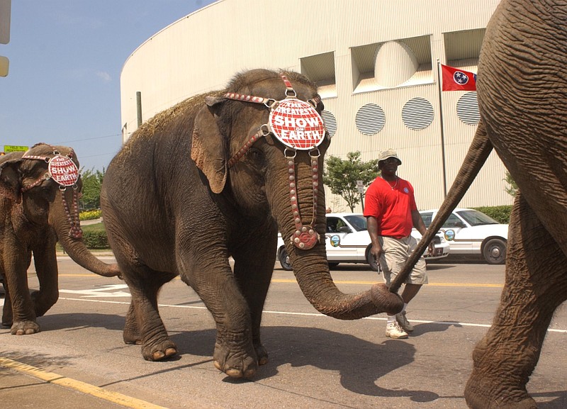 Ringling Bros. and Barnum & Bailey Circus elephants walk trunk and tail in this Chattanooga file photo.