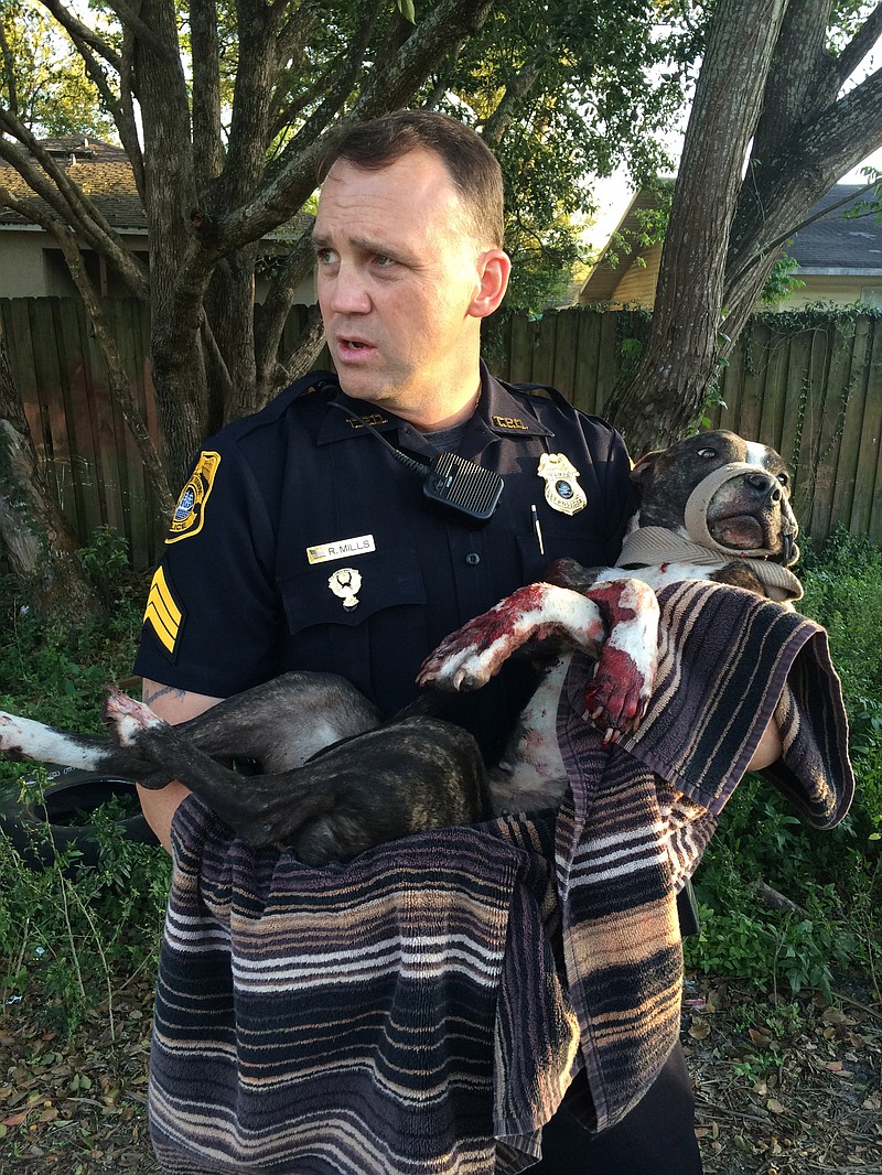 Dog's leg amputated after being shot, tied to train tracks