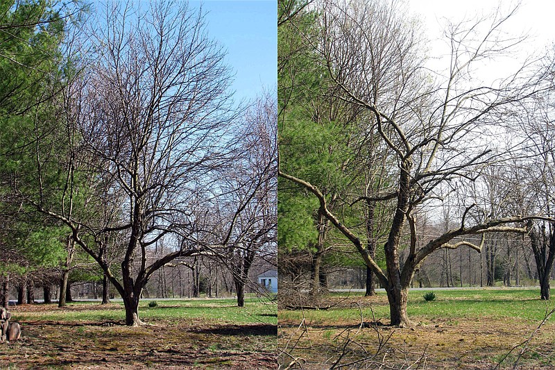 This undated photo composite shows an old apple tree before and after pruning in New Paltz, New York. With some of its larger limbs cut back and smaller branches thinned out to let light and air in among remaining branches, this old apple tree is on its way to bearing tasty apples again.