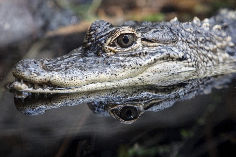 An alligator swims Friday, March 6, 2015, in the newly renovated Mississippi Delta Country exhibit at the Tennessee Aquarium in Chattanooga, Tenn. Renovations to the exhibit included the addition of 13 small new alligators.