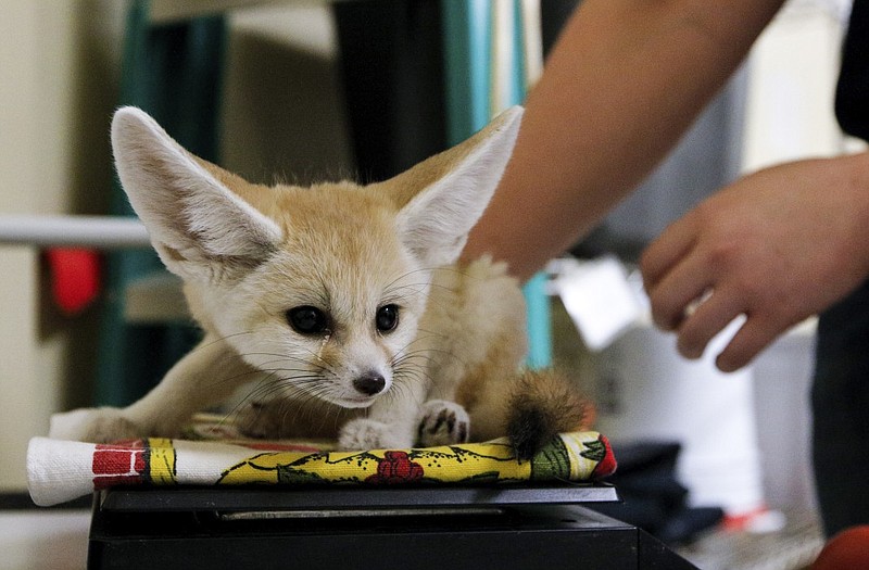 Animal keeper Caiti Robinson weighs a male fennec fox kit Thursday, March 12, 2015, behind the scenes of the desert habitats exhibit at the Chattanooga Zoo in Chattanooga, Tenn. The male is one of two 6-week-old kits born to a single fennec fox mother at the zoo in January. Though they were weighing the kits every other day, now that they are older the zoo has transitioned to weighing them once a week.