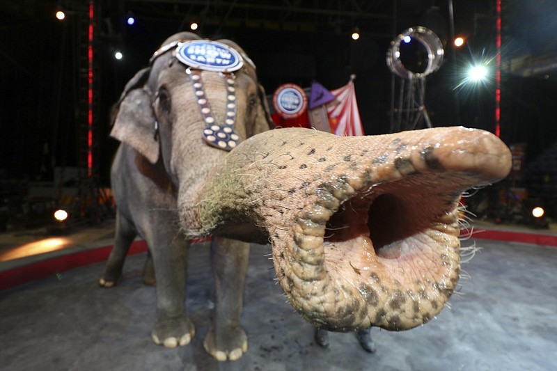 Ringling Bros. and Barnum & Bailey circus elephant Asia gets accustomed to her new surroundings during setup on Thursday, March 19, 2015 in preparation for performances to be held at McKenzie Arena in Chattanooga, Tenn., this weekend. Asia is a 47-year-old Asian elephant who has been working with the circus nearly her entire life. 