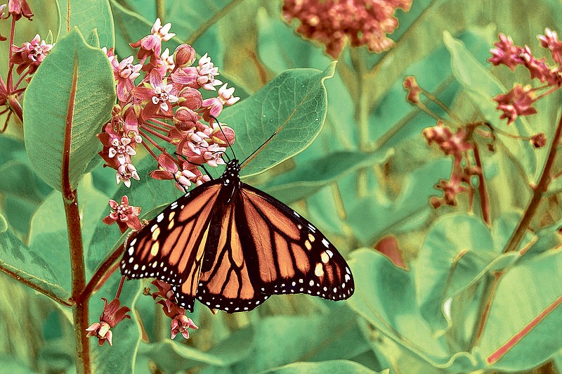 The yearly flight of the monarch butterflies is the longest-distance insect migrations known on Earth