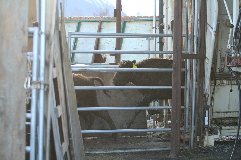 
              Two juvenile wood bison run through a chute toward a special "bison container" at the Alaska Wildlife Conservation Center on Sunday, March 22, 2015, in Portage, Alaska. The Alaska Department of Fish and Game on Sunday used two of the 20-foot containers to move 30 juveniles, bison 2 years old or younger, to a staging area in Shageluk, Alaska, for reintroduction in a few week to nearby grazing grounds. Wood bison, which are larger than plains bison native found in Lower 48 states, disappeared from U.S. soil more than a century ago. (AP Photo/Dan Joling)
            