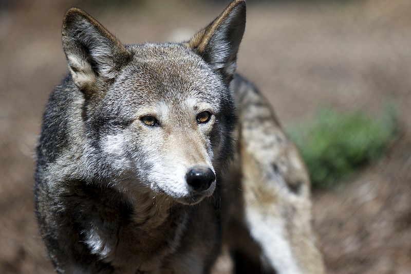 A red wolf waits for food on March 24, 2015, at Reflection Riding Arboretum & Nature Center in Chattanooga.