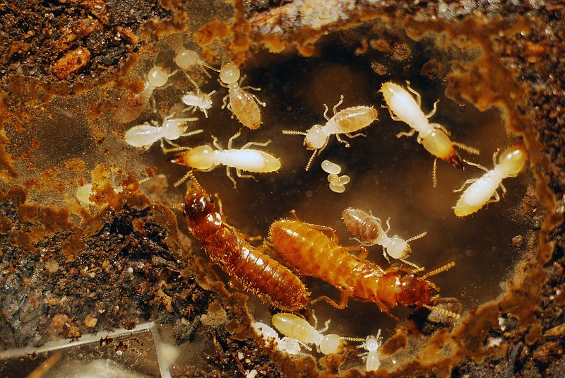 
              This undated photo provided by Thomas Chouvenc of the University of Florida's Institute of Food and Agricultural Sciences (IFAS), shows young hybrid termite offspring eight months after the light-colored female Formosan termite, bottom right, mated with the darker male Asian termite, bottom left, in Florida. The Asian and Formosan termites, two of the most destructive termite species in the world, invaded Florida, probably through cargo shipments, several decades ago. Now they may be breeding where their habitats overlap in South Florida, according to a University of Florida study published Wednesday, March 25, 2015, in the journal PLOS ONE. (AP Photo/Thomas Chouvenc, University of Florida/IFAS)
            