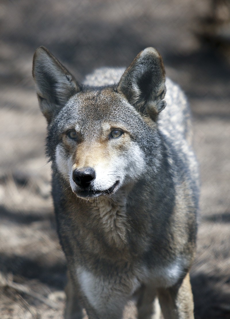 A red wolf waits for food at Reflection Riding Arboretum & Nature Center in Chattanooga.