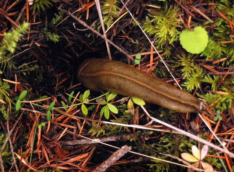 
              FILE - This Nov. 19, 2009 photo shows a four-inch-long banana slug slithering into a hole on the Van Eck Oregon Forest near Burnt Woods, Ore. Farmers in Oregon's Willamette Valley hate the slugs, slimy mollusks that munch their way through crops. But as familiar as farmers are with the mollusks, they acknowledge they're often baffled. And answers to their questions have come, shall we say, sluggishly. Growers and researchers at a recent Oregon State University "Slug Summit" in Salem agreed that the pests are causing more problems these days. But they have no good explanation why that's so. (AP Photo/Jeff Barnard, File)
            
