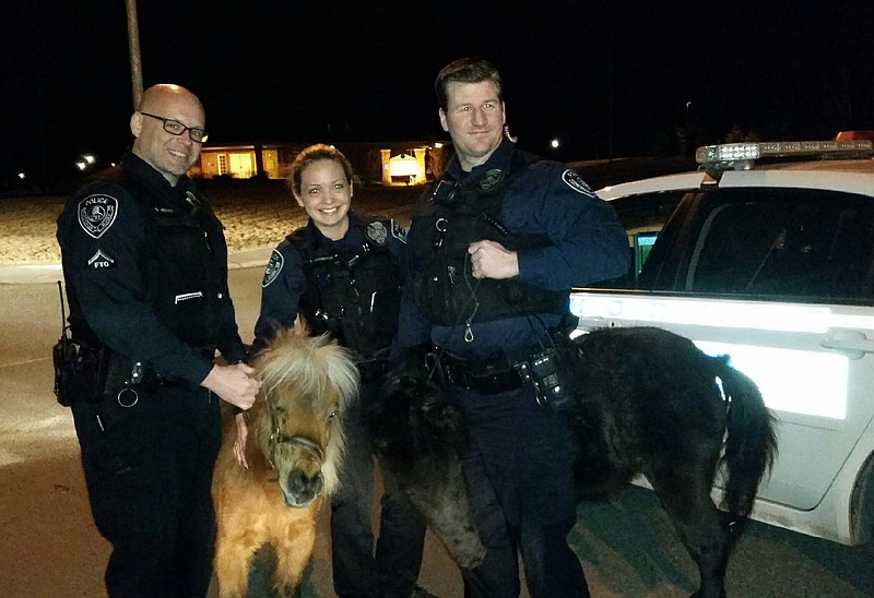 This photo provided by the Anchorage Police Department shows officers Barry Hetlet, from left, Amanda Covington and Jason Deville, right, with two miniature horses they rounded up in Anchorage, Alaska, Friday, March 27, 2015. 