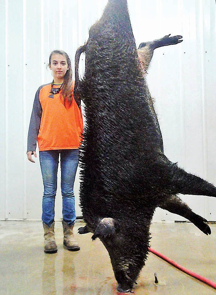 Brittany Cottle stands next to a wild hog recently killed by Riley Frady. The pests can grow to be 300 pounds.