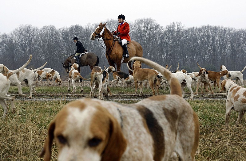 
              In this Jan. 3, 2015 photo, hounds wander in a field as huntsman Geoff Hyde, top center, and members of the Elkridge-Harford Hunt Club prepare for a fox hunt to begin in Monkton, Md. More of a chase than a hunt, the hounds and club members pursue a fox by scent, but the goal is not to kill it. And in the midst of the heavily-populated Boston-Washington corridor, the club has made efforts to preserve large swaths of open land from suburban development, hoping to uphold the club's nearly 140-year history and traditions. (AP Photo/Patrick Semansky)
            