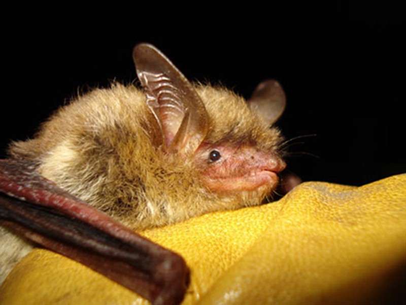 
              FILE - This undated file photo provided by the Wisconsin Department of Natural Resources shows a northern long-eared bat. The federal government is declaring the northern long-eared bat, one of North America’s most widely distributed bats a threatened species because of the spread of the deadly fungal disease, white-nose syndrome. The syndrome was first was first discovered among bats in a cave near Albany, New York, in 2006. The U.S. Fish and Wildlife Service says the northern long-eared bat meets the criteria for a threatened species under the Endangered Species Act.  (AP Photo/Wisconsin Department of Natural Resources, File)
            