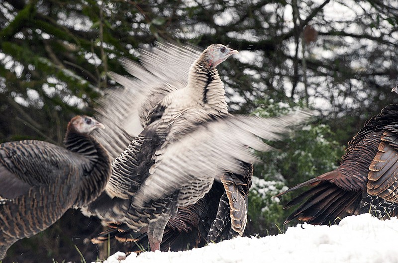 A flock of wild turkeys gather in the snow near Gatlinburg in this Jan. 15, 2014, file photo.