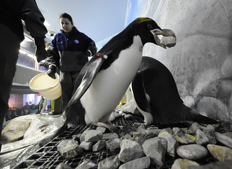 After emptying a bucket of rock inside the penguin exhibit at the Tennessee Aquarium Thursday morning, April 2, 2015, Holly Lutz, left, animal trainer and presenter, returns for a refill passing "Little Debbie, " near right, as she begins her nest building.