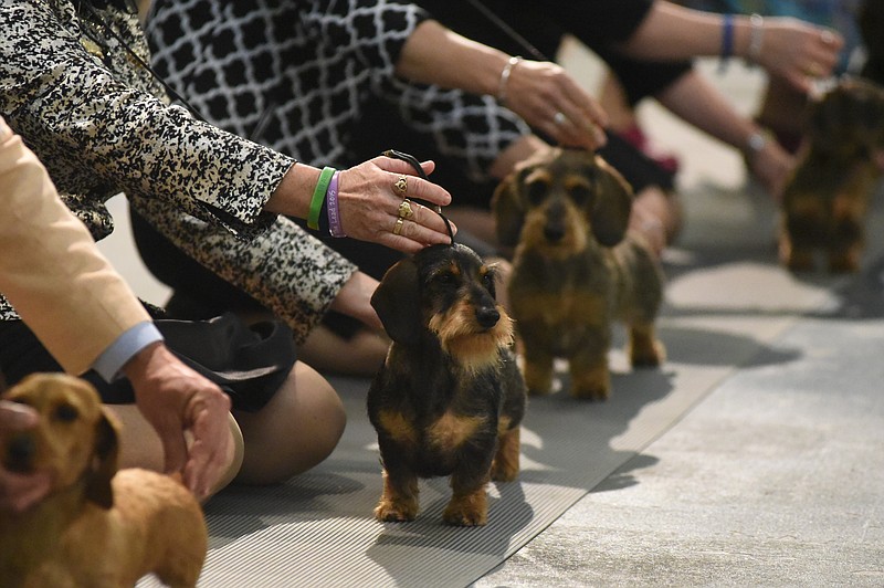 Dachshunds line up to be judged in a "best of variety" competition, part of a week of activities as the Dachshund Club of America gathers at the Chattanooga Choo Choo on Wednesday, Apr. 8, 2015, in Chattanooga, Tenn.