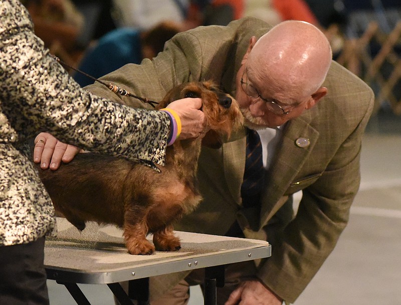 Judge Bill Potter gets a close-up look at a dog owned by Marietta Singleton of Hemmingway, S.C., during a "best of variety" competition, part of a week of activities as the Dachshund Club of America gathers at the Chattanooga Choo Choo on Wednesday, Apr. 8, 2015, in Chattanooga, Tenn.