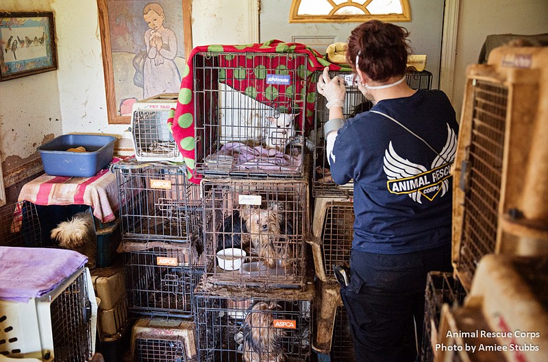 Authorities  say nearly 100 animals have been rescued from a home in Middle Tennessee where they were exposed to "extremely neglectful conditions."