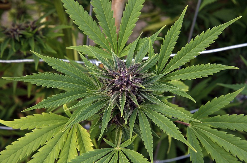 A cannabis plant matures at a growing facility, in Denver in this 2013 file photo.