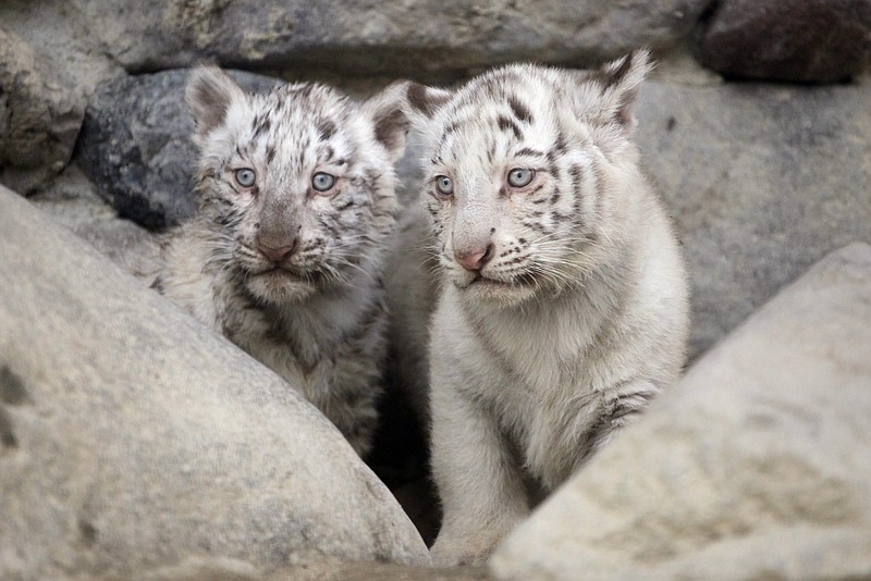 
              Newborn white tiger cubs look on together at the Saitama Tobu zoo, in Shiraoka, north of Tokyo,Thursday, April 16, 2015. Ahead of the grand debut of the four cubs in a week, the zoo went ahead for a trial public appearance to test the cubs’ reactions. The blue-eyed cubs with coats of black stripes on white were born on Jan. 25, - mother Cara’s second time giving birth in the zoo.  (AP Photo/Miki Toda)
            