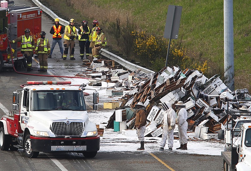 
              Beekeepers along with firefighters and WSDOT workers attempt to clear the freeway of bee hives that spilled off of a semitruck along northbound Interstate 5 on Friday, April 17, 2015 north of Seattle. The truck had just merged onto Interstate 5 around 3:30 a.m. Friday when it tipped on its side, dumping its load of 448 hives.  The driver was not hurt, but the bees became more active as the sun rose and the weather warmed, and Seattle television stations reported that firefighters sprayed a layer of foam on some of the boxes, killing the bees for safety.  (Mark Mulligan /The Herald via AP)
            