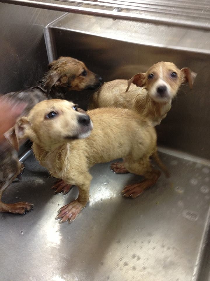 Puppies that were left in a box and left at a are seen in this photo.