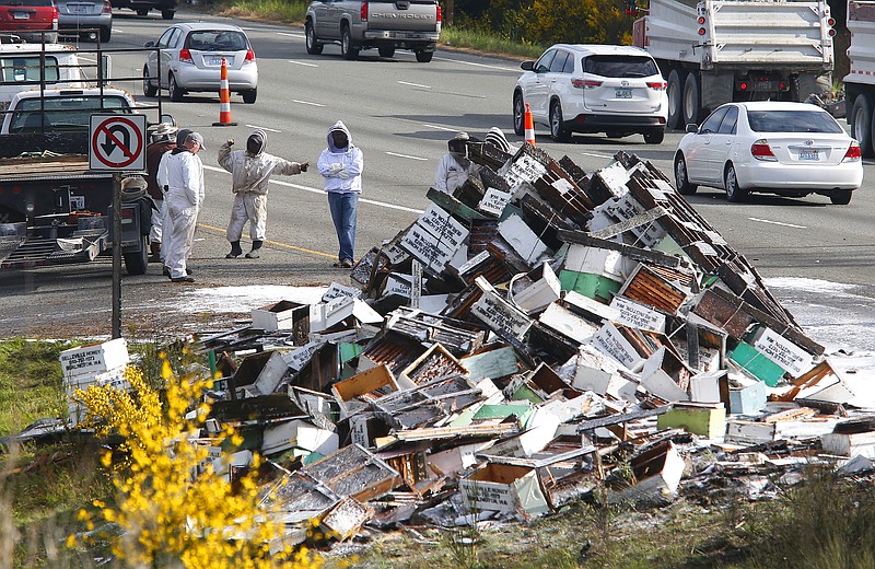 Beekeepers along with firefighters and WSDOT workers attempt to clear the freeway of bee hives that spilled off of a semitruck along northbound Interstate 5 on April 17, 2015 north of Seattle. 