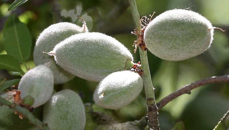 
              In this Tuesday March 31, 2015 photo, almonds are seen on growing in an  almond orchard belonging to farmer Bob Weimer, near Atwater, Calif.  As California cities and towns move to mandatory water cutbacks in the fourth year of extreme drought, the state’s $6.5 billion almond crop has claimed the spotlight as “the poster child of all things bad in water” in the country’s top agriculture state. At 1 gallon per almond, California’s almond crop is now consuming about 10 percent of all the water that Californians are using in the drought.(AP Photo/Rich Pedroncelli)
            