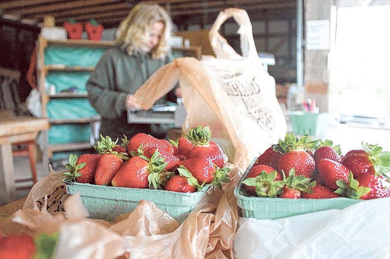 Ripened strawberries at Tidwell's Berry Farm in Spring City, Tenn., await a customer's purchase in 2012. Bad weather may delay the crop this year.