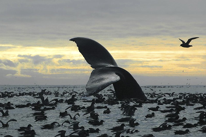 
              This Sept. 7, 2005 photo released by National Oceanic and Atmospheric Administration shows a humpback whale diving among an aggregation of short-tailed shearwaters in Cape Cheerful, near Unalaska, Alaska. The federal government is proposing removing most of the world's humpback whale population from the endangered species list. National Oceanic and Atmospheric Administration Fisheries announced on Monday, April 20, 2015 that they want to reclassify humpbacks into 14 distinct populations, and remove 10 of those from the list. (Brenda Rone/National Oceanic and Atmospheric Administration via AP)
            