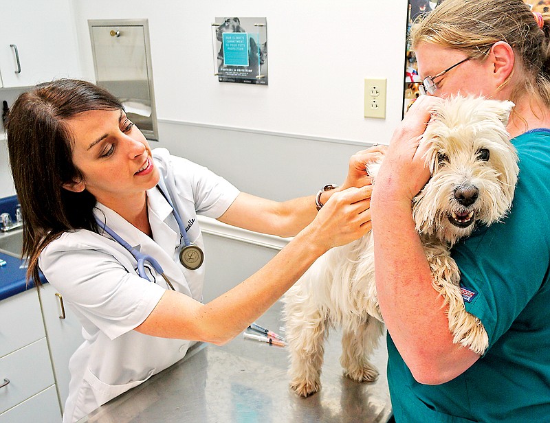 Veterinarian Teri Revelle gives Duffie her annual rabies shot with help from technician Rachel Waite at the East Brainerd Animal Hospital on Wednesday, April 22, 2015.