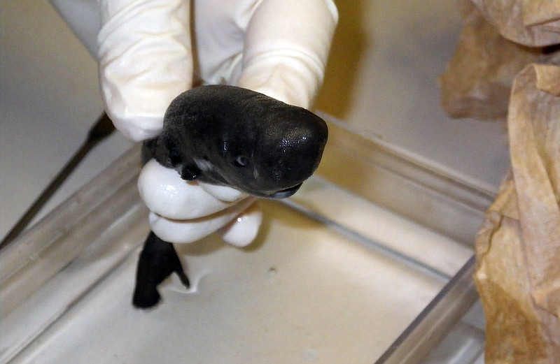 
              This photo provided by Michael H. Doosey at Tulane University, shows a photo of a rare pocket shark in October 2013 in Belle Chasse, La., taken out of the Gulf of Mexico in 2010, and discovered in a National Oceanic and Atmospheric Administration freezer and identified as the rare species in 2013. This is only the second such shark, which has two pockets next to its front fins, ever seen. The first was seen off the coast the Peru 36 years ago. (Michael H. Doosey/Tulane University via AP)
            