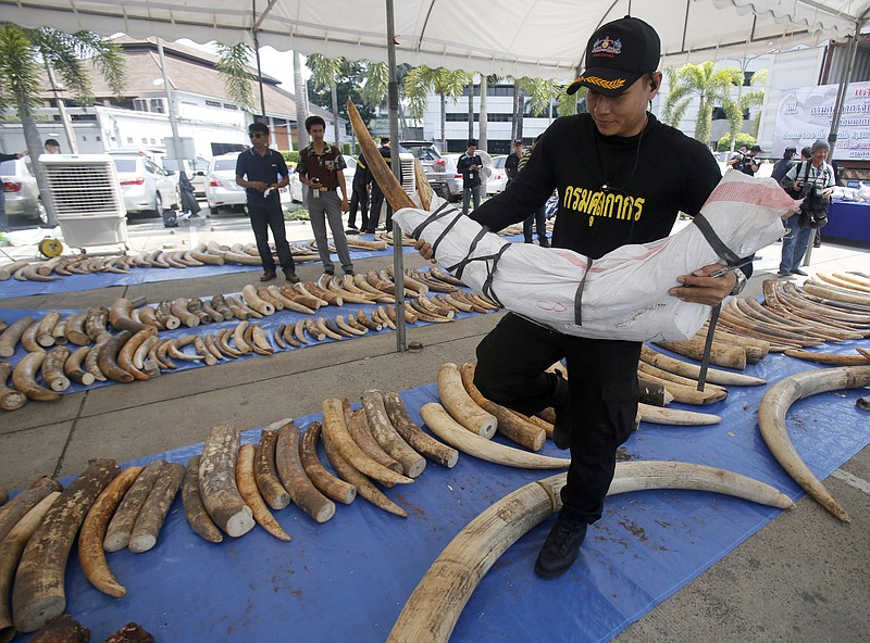 
              A Thai Customs Department official arranges seized elephant tusks to be displayed at their headquarters in Bangkok, Thailand, Monday, April 27, 2015. Thailand seized 3 tons of ivory hidden in tea leaf sacks from Kenya in the second-biggest bust in the country's history, one week after the biggest seizure, customs officials said Monday. The 511 elephant tusks worth $6 million, bound for Laos, were seized upon arrival Saturday at a major port in Chonburi province in eastern Thailand. The bust came after customs officials received a tip-off in Laos and Thailand and tracked the containers from Kenya, Customs Department Director-General Somchai Sujjapongse told reporters. (AP Photo/Sakchai Lalit)
            