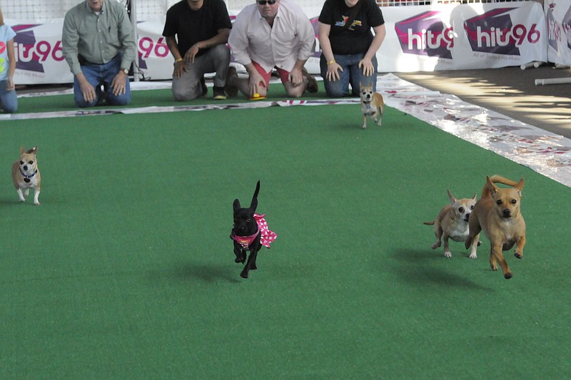 A group of dogs, including "Chalupa," front right, dash in the first heat of the annual Running of the Chihuahuas in 2015 at the First Tennessee Pavilion.