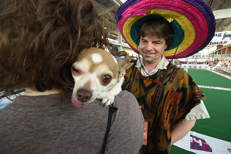 Hits96 radio personality Jason Walker takes a look at 11-year-old "Aura" at rest on Jana Mead's shoulder prior to the Running of the Chihuahuas on Saturday.