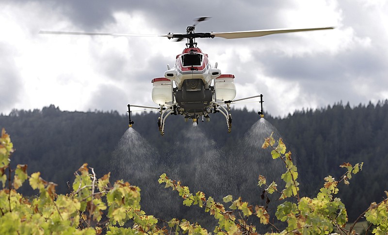 
              File - In this Oct. 15, 2014, file photo, a drone called the RMAX, a remotely piloted helicopter, sprays water over grapevines during a demonstration of it's aerial application capabilities at the University of California, Davis' Oakville Station test vineyard in Oakville, Calif. The drone large enough to carry tanks of fertilizers and pesticides has won rare approval from federal authorities to spray crops in the United States, officials said Tuesday, May 5, 2015. (AP Photo/Rich Pedroncelli, File)
            