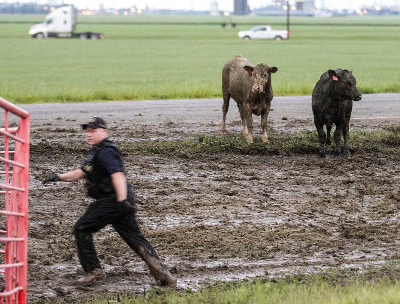 
              A Sedgwick County Animal Control worker scrambles to corral cattle along Kansas 96 near Maize, Kan., Wednesday morning, May 6, 2015, after a truck carrying cattle lost control in the rain and overturned earlier in the morning.  (Mike Hutmacher/The Wichita Eagle via AP) LOCAL TELEVISION OUT; MAGS OUT; LOCAL RADIO OUT; LOCAL INTERNET OUT
            