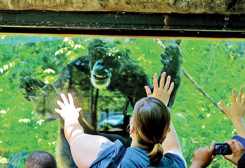 A chimpanzee named Goliath, seen above and in top photo, interacts with visitor Amy Callahan through a viewing glass at the Chattanooga Zoo on Thursday. Callahan was a chaperone with a fifth-grade class visiting the zoo from Sharps Elementary in Carrollton, Ga. Chimpanzees Randi and Goliath are retiring from the local zoo and headed to the Potawatomi Zoo in South Bend, Ind.