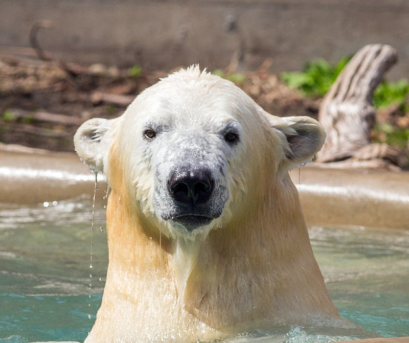 
              This April 30, 2015 photo provided by the St. Louis Zoo shows Kali, a 2 1/2-year-old, 850-pound male polar bear shortly before he left Buffalo (NY) Zoo for his new home, the soon-to-open McDonnell Polar Bear Point at the Saint Louis (Mo) Zoo. (Kelly Ann Brown/Buffalo Zoo via AP)
            
