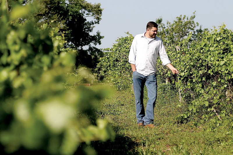 Layton Hastings walks through his muscadine vineyard in Dayton, Tenn., on Thursday. He and his father, L.V. Hastings, hope to start a winery.
