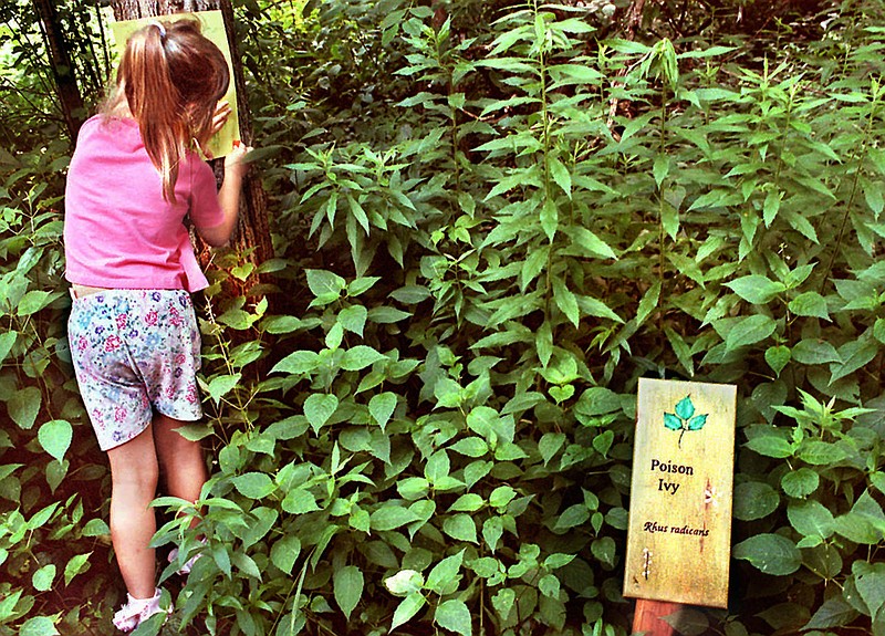 Megan McGuiggan finds a tree to do her tree bark rubbing in this file photo. Unfortunately, she didn't see the poison ivy sign until it was too late.