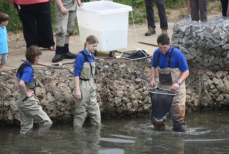 Tennessee Aquarium employees Mary Klinghard, Rachel Powell, and Josh Ennen, from left, release Lake Sturgeons into the Tennessee River on Friday, May 15, 2015. The fish are surgically implanted with sonic tags that allow researchers to track their movements.