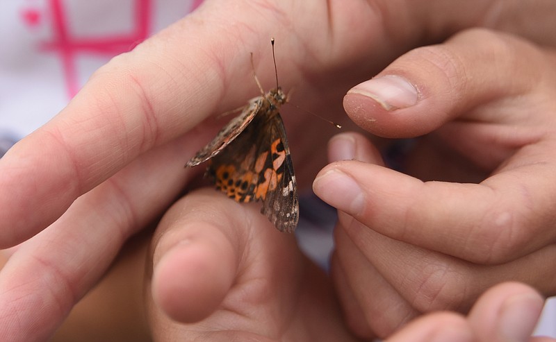 A Skyuka Hall student holds a Painted Lady butterfly at the opening ceremony for a newly constructed wetland behind Four Squares Business Center on May 15, 2015.