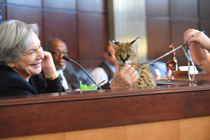 Carol B. Berz smiles as she touches "Monster, " a Serval from the Chattanooga Zoo Tuesday during the City Council meeting.