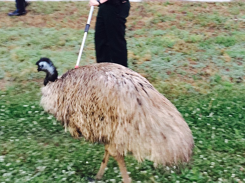 In this photo provided by the Douglas County (Ga.) Sheriff's Office, a handler holds on to an emu that wandered onto Interstate 20 west of Atlanta and slowed traffic, Tuesday morning, May 19, 2015. Authorities said the bird escaped from a private owner's property. (Alex Roman/Douglas County Sheriff's Office via AP)