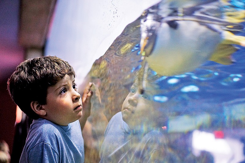 Evan Strand, 6, watches penguins swim through their exhibit at the Tennessee Aquarium on Thursday.