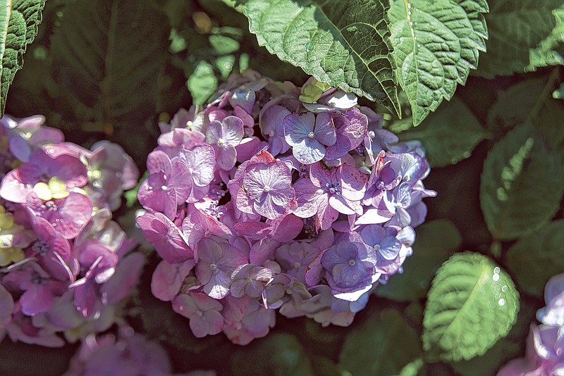 Endless Summer is a mophead hydrangea that blooms on old and new wood and will bloom repeatedly.