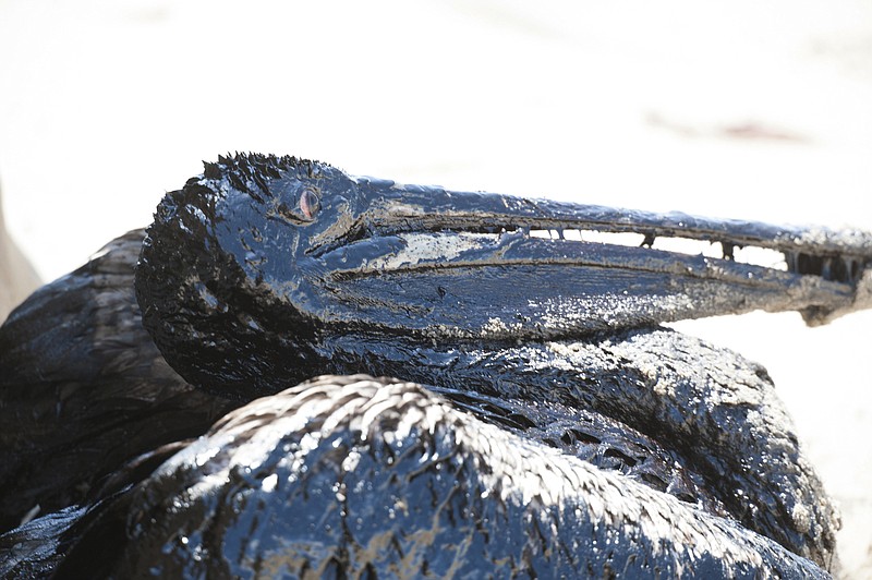 A pelican covered in oil sits on a beach about a mile west of Refugio State Beach, Calif., Wednesday, May 20, 2015.