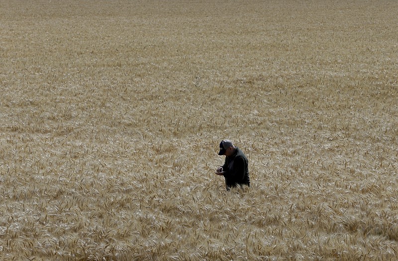 
              In this photo taken Monday, May 18, 2015, Gino Celli inspects wheat nearing harvest on his farm near Stockton, Calif.  Celli, who farms 1,500 acres of land and manages another 7,000 acres, has senior water rights and draws his irrigation water from the Sacramento-San Joaquin River Delta.   Farmers in the Sacramento-San Joaquin River Delta who have California's oldest water rights are proposing to voluntarily cut their use by 25 percent to avoid the possibility of even harsher restrictions by the state later this summer as the record drought continues.(AP Photo/Rich Pedroncelli)
            