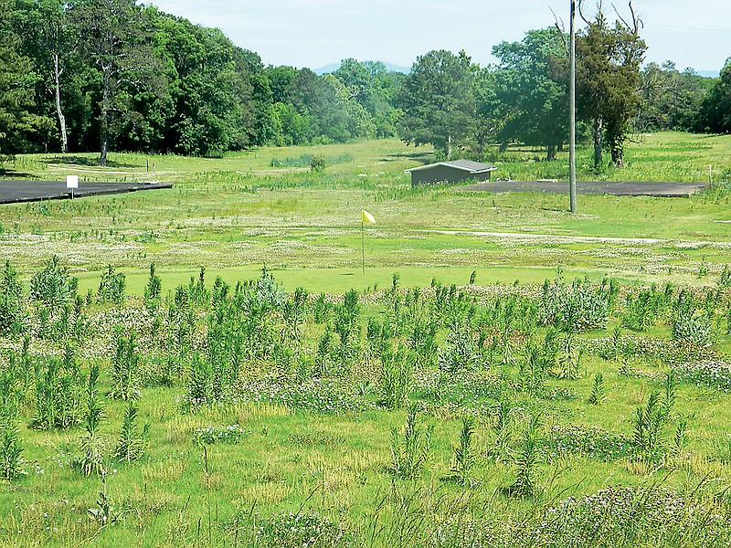 A lone flag, surrounded by knee-high weeds and patches of clover, stands vigil over the unkempt greens of Waterville Golf Course last week. The facilities and grounds have been closed since Cleveland leased the golf course to GSP Business Alliance LLC earlier this year.